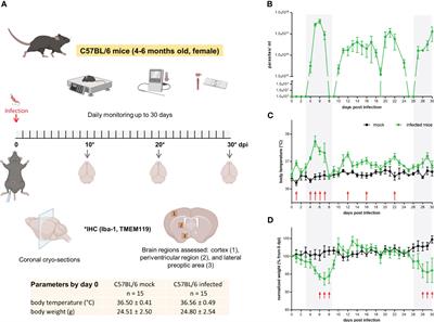 Live imaging of microglia during sleeping sickness reveals early and heterogeneous inflammatory responses